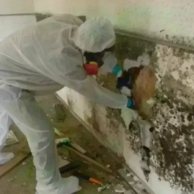 Mold Remediation and Removal in Lester Prairie, MN